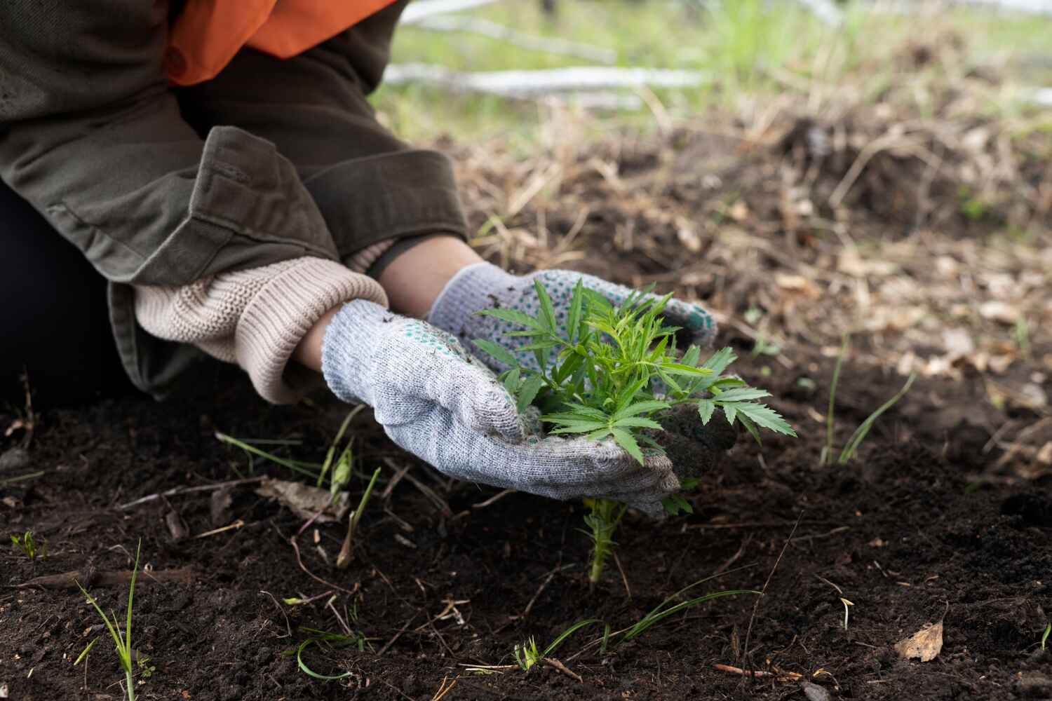 Best Emergency Storm Tree Removal  in USA